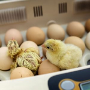 Eggs and chicks in incubator